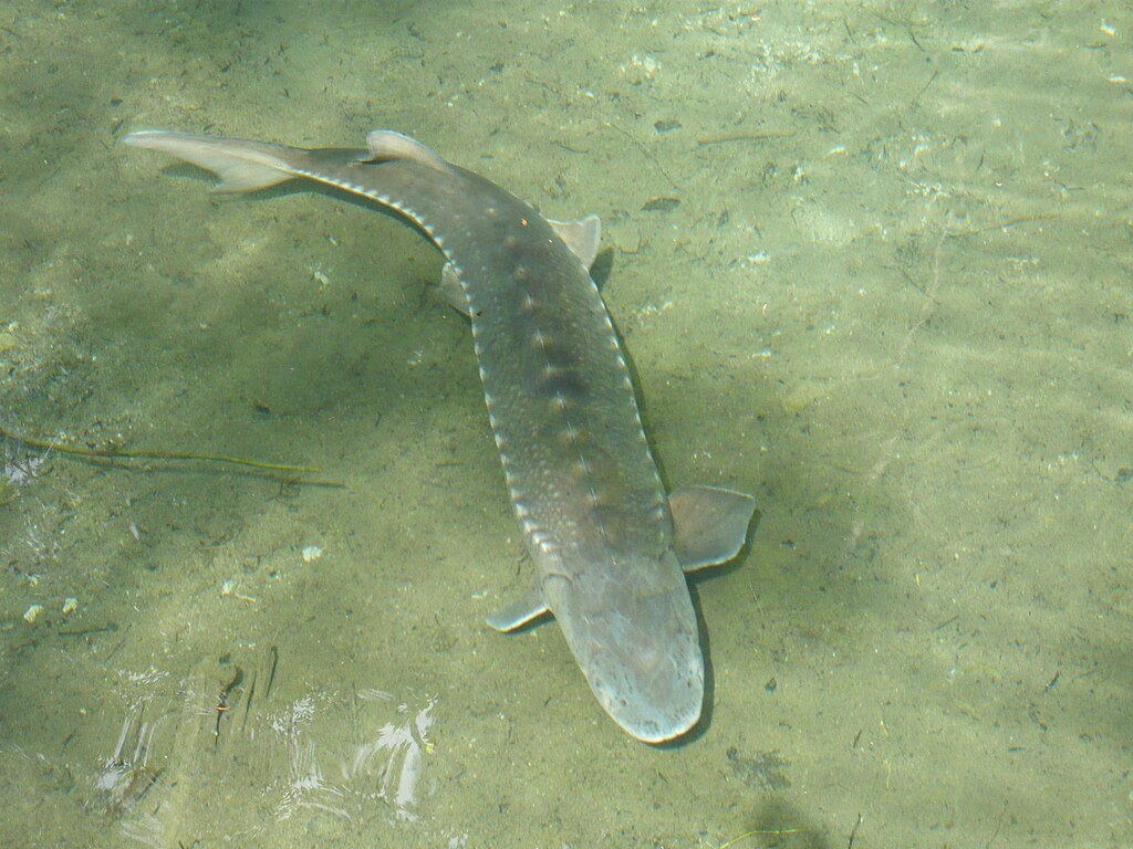 Прадавні риби опинилися під загрозою зникнення: екологи б'ють на сполох